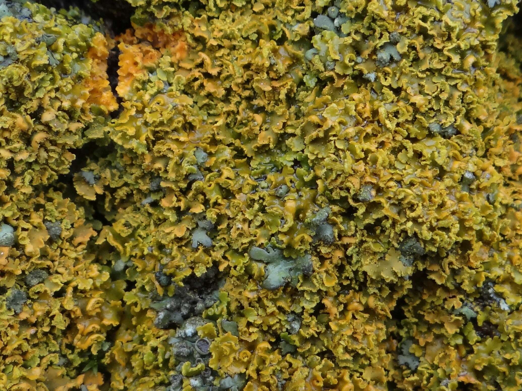 Image of lemon lichen