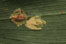 Imagem de Puccinia sessilis J. Schröt. 1870