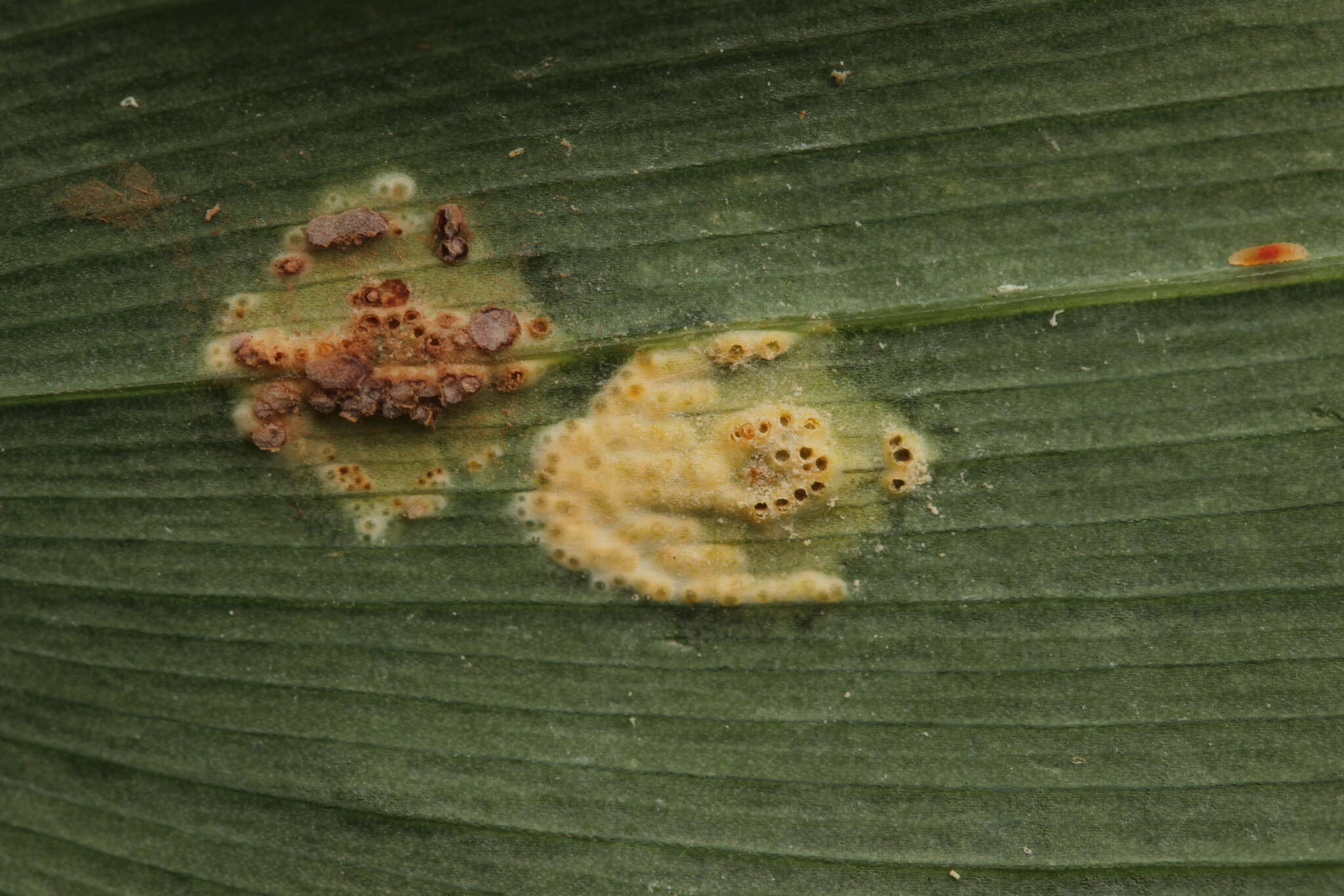 Imagem de Puccinia sessilis J. Schröt. 1870