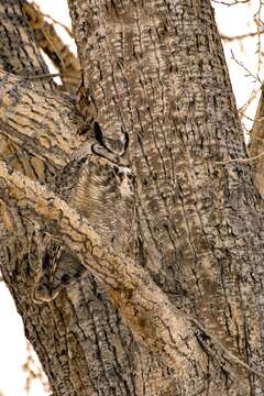 Image of Great Horned Owl