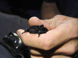 Image of Long-tailed Wattled Bat