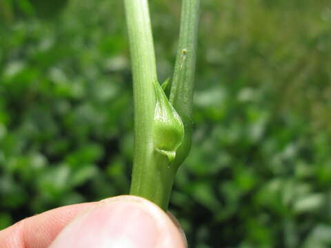 Слика од Vigna unguiculata (L.) Walp.