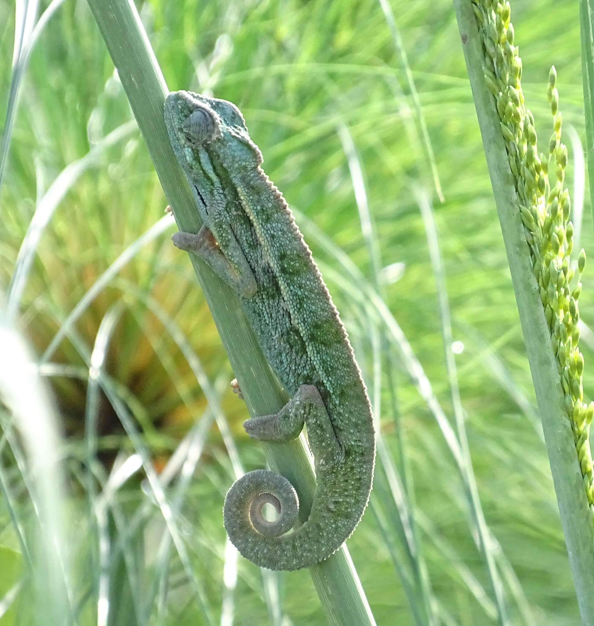 Image de Caméléon d'Elliot