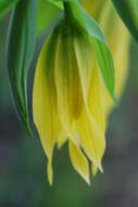 Image of largeflower bellwort