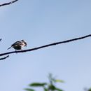 Image of Black-and-white Warbler