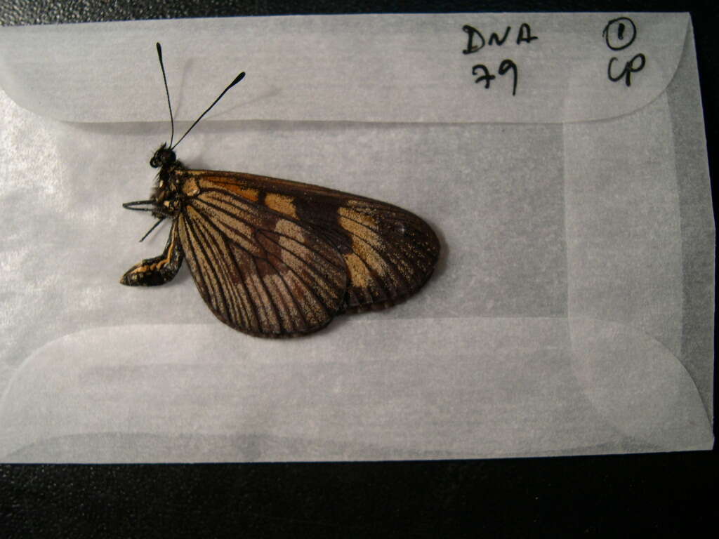 Image of Actinote thalia Linnaeus 1758