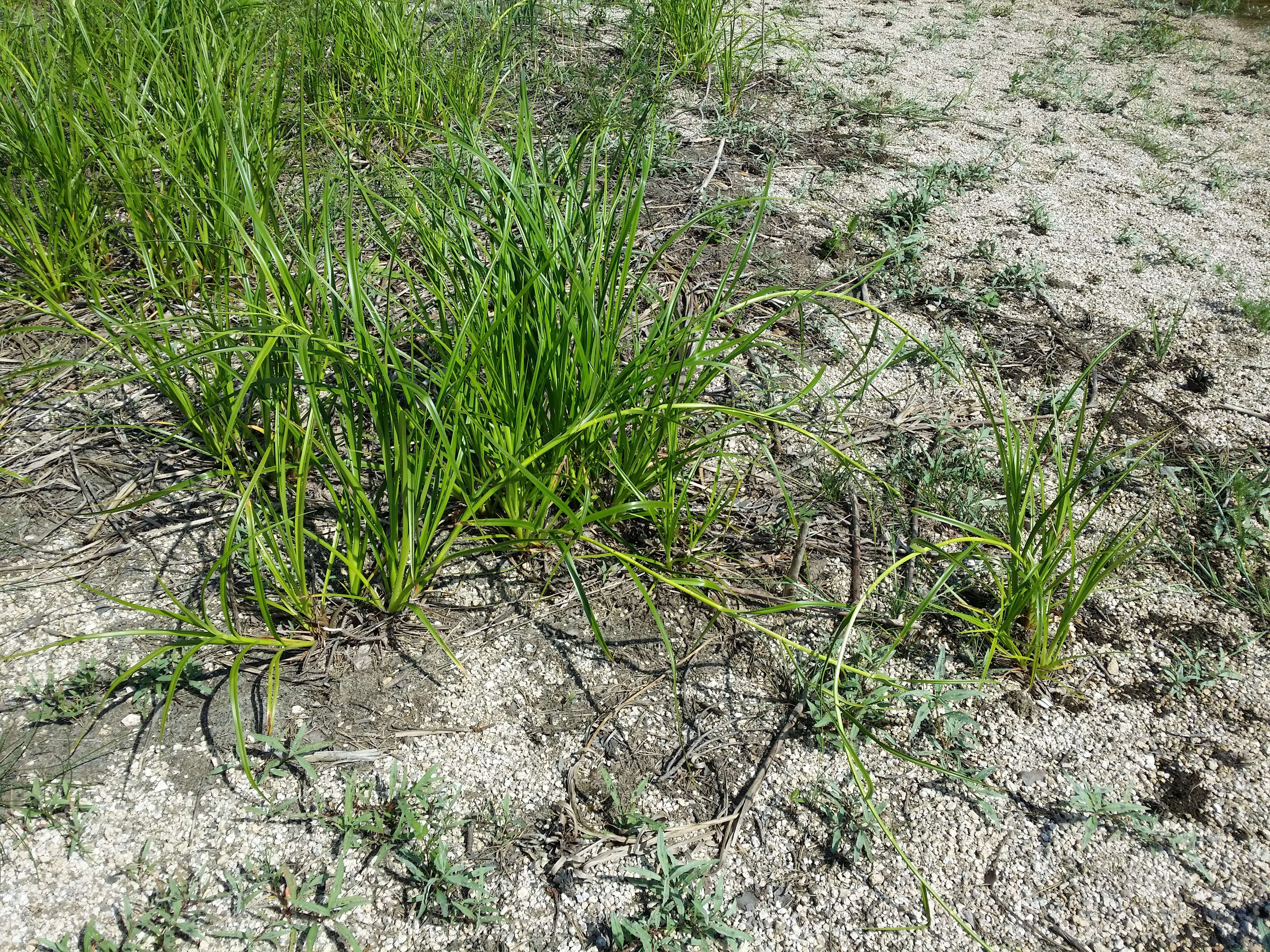 Image of Scirpus radicans Schkuhr