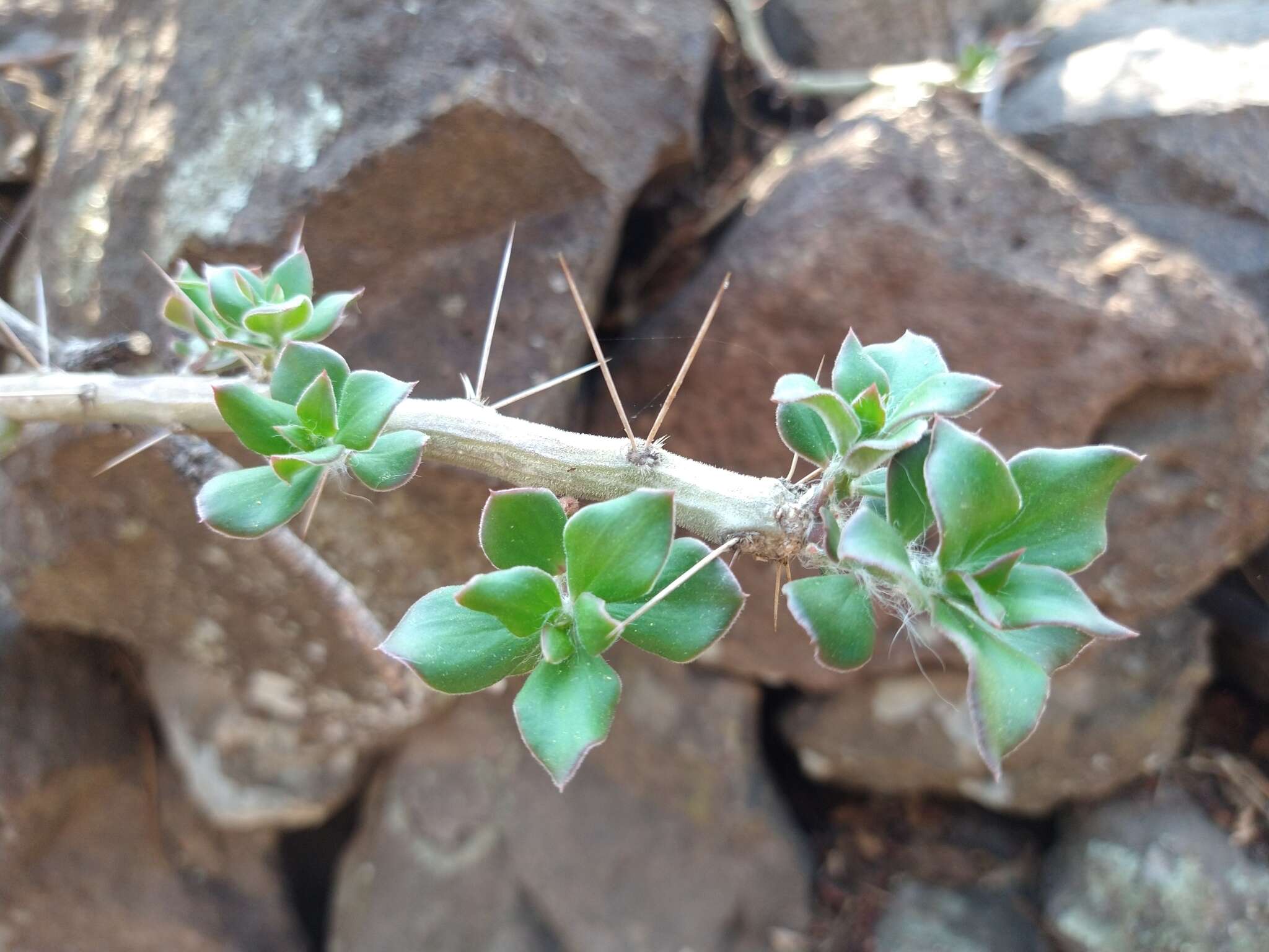 Image of Pereskiopsis diguetii (F. A. C. Weber) Britton & Rose