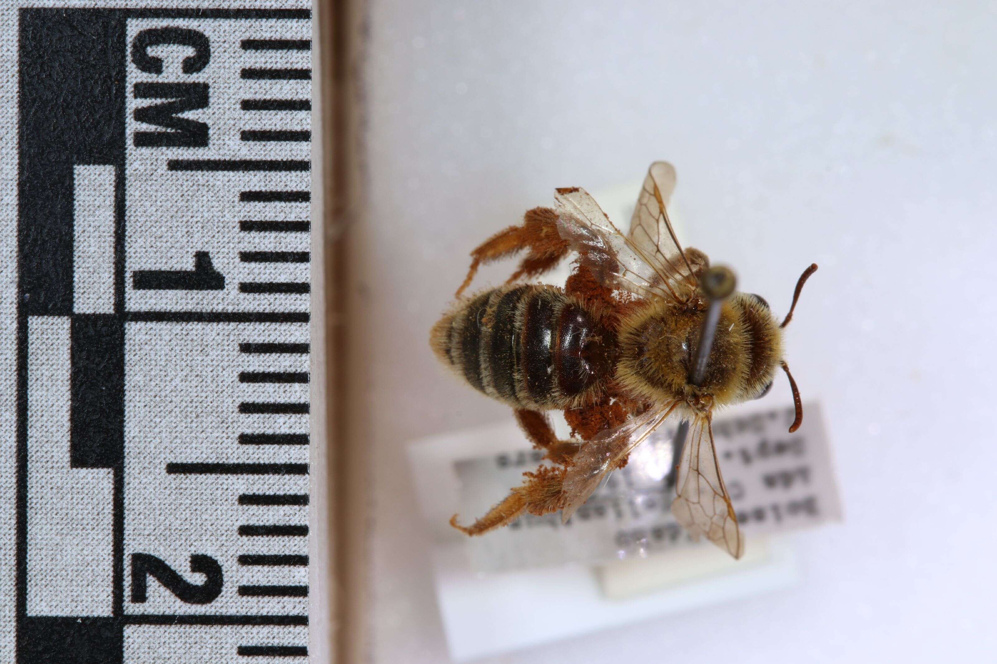 Image of Andrena accepta Viereck 1916