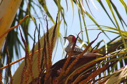 Image of West Indian Woodpecker