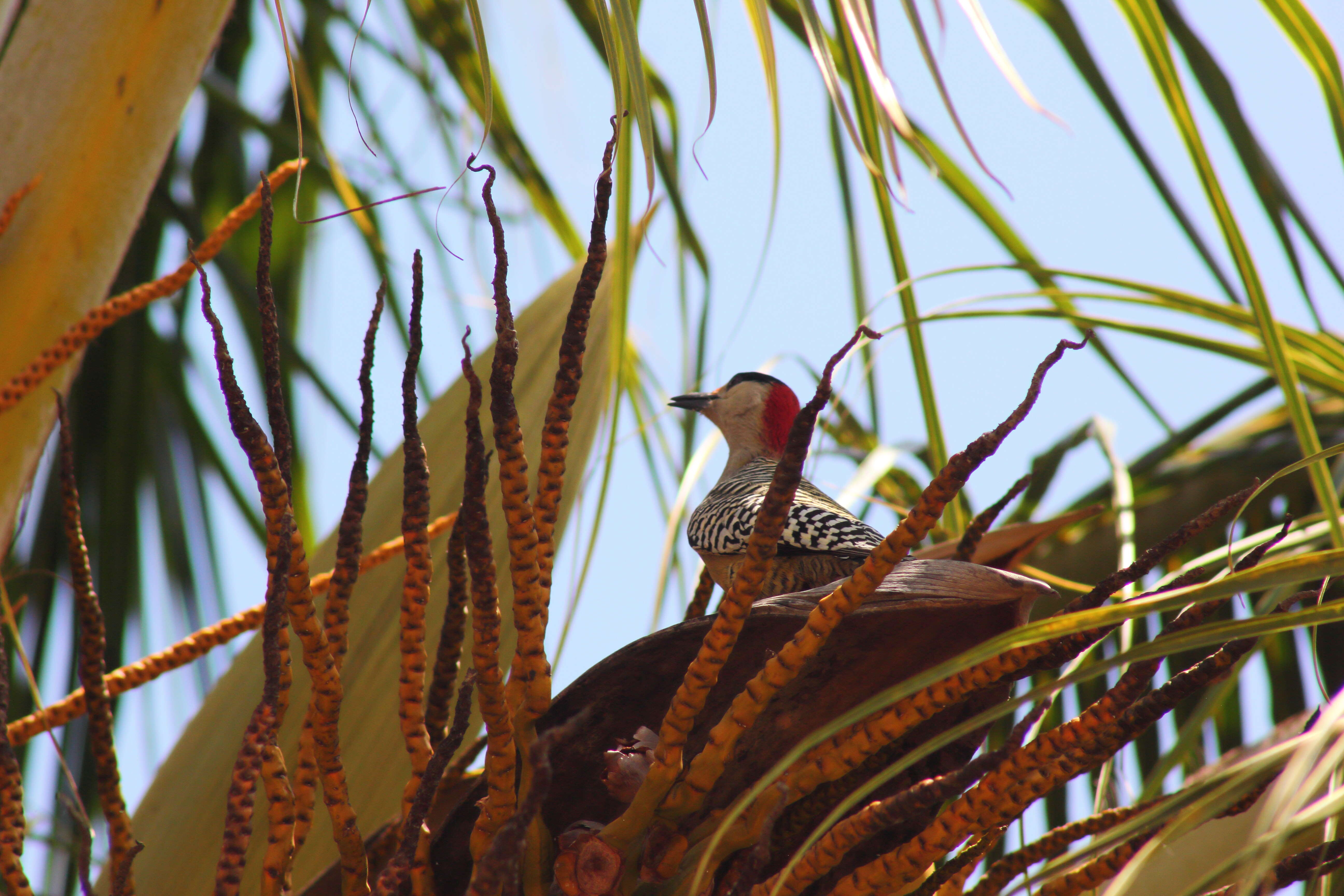 Image of West Indian Woodpecker