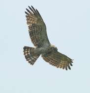 Image of Short-toed Eagle