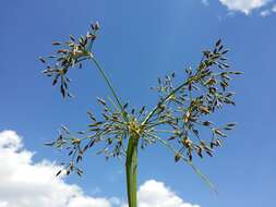 Image of Scirpus radicans Schkuhr