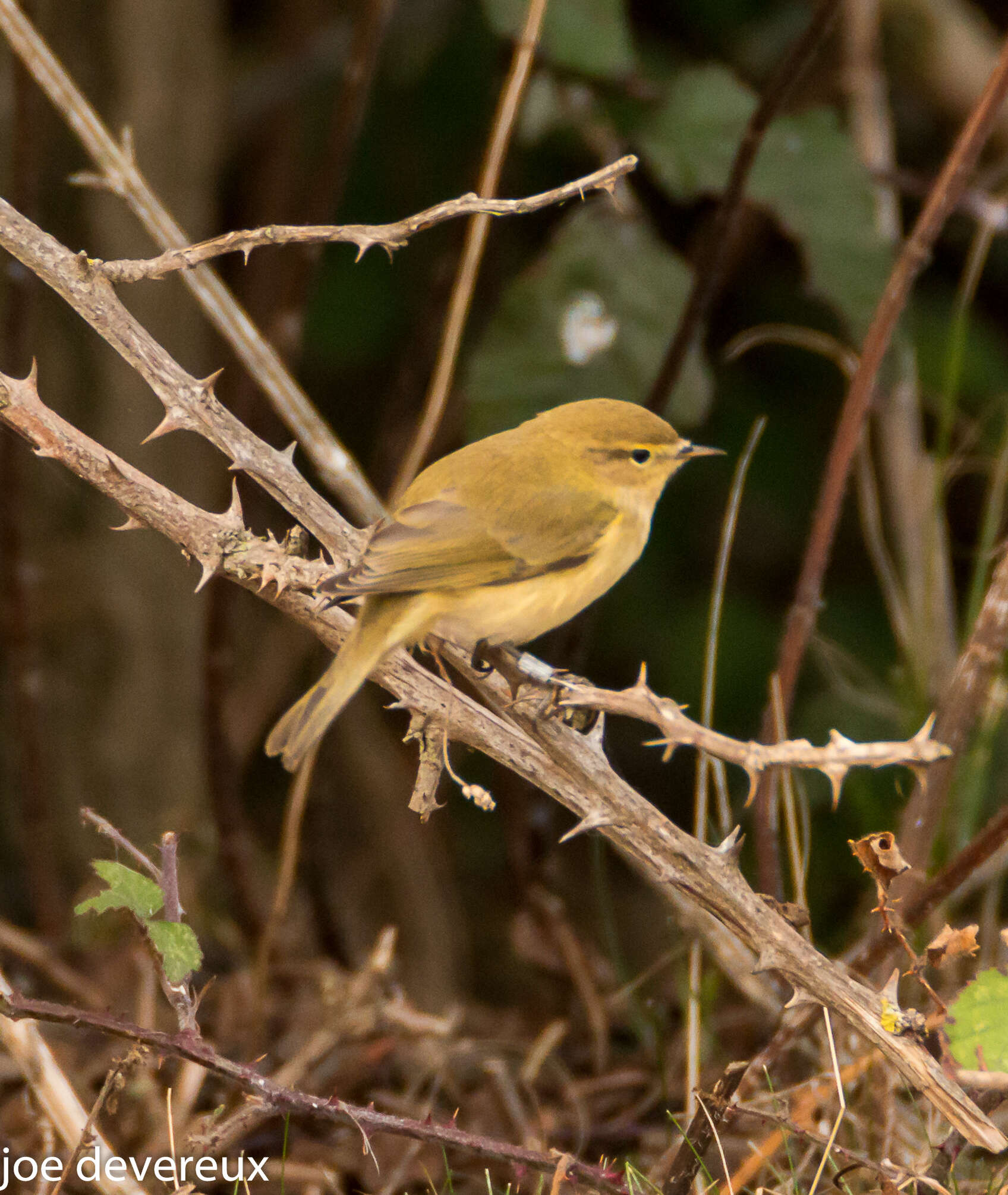 Image of Willow Warbler