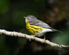 Image of Magnolia Warbler