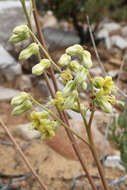 Tylecodon wallichii (Harv.) H. Tölken resmi