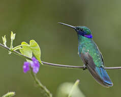 Colibri coruscans (Gould 1846) resmi