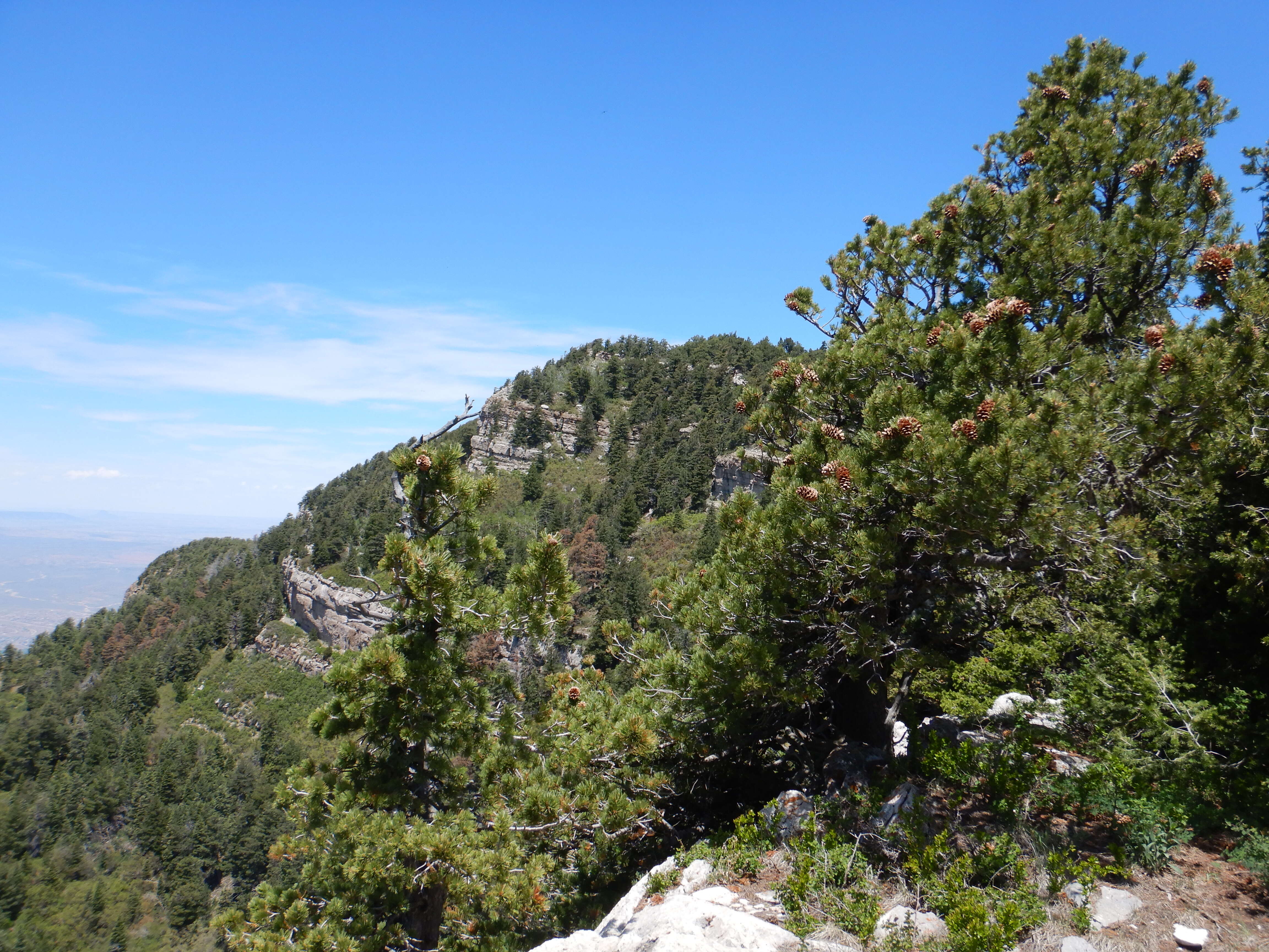 Image of Limber Pine