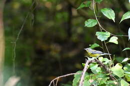 Image of Magnolia Warbler