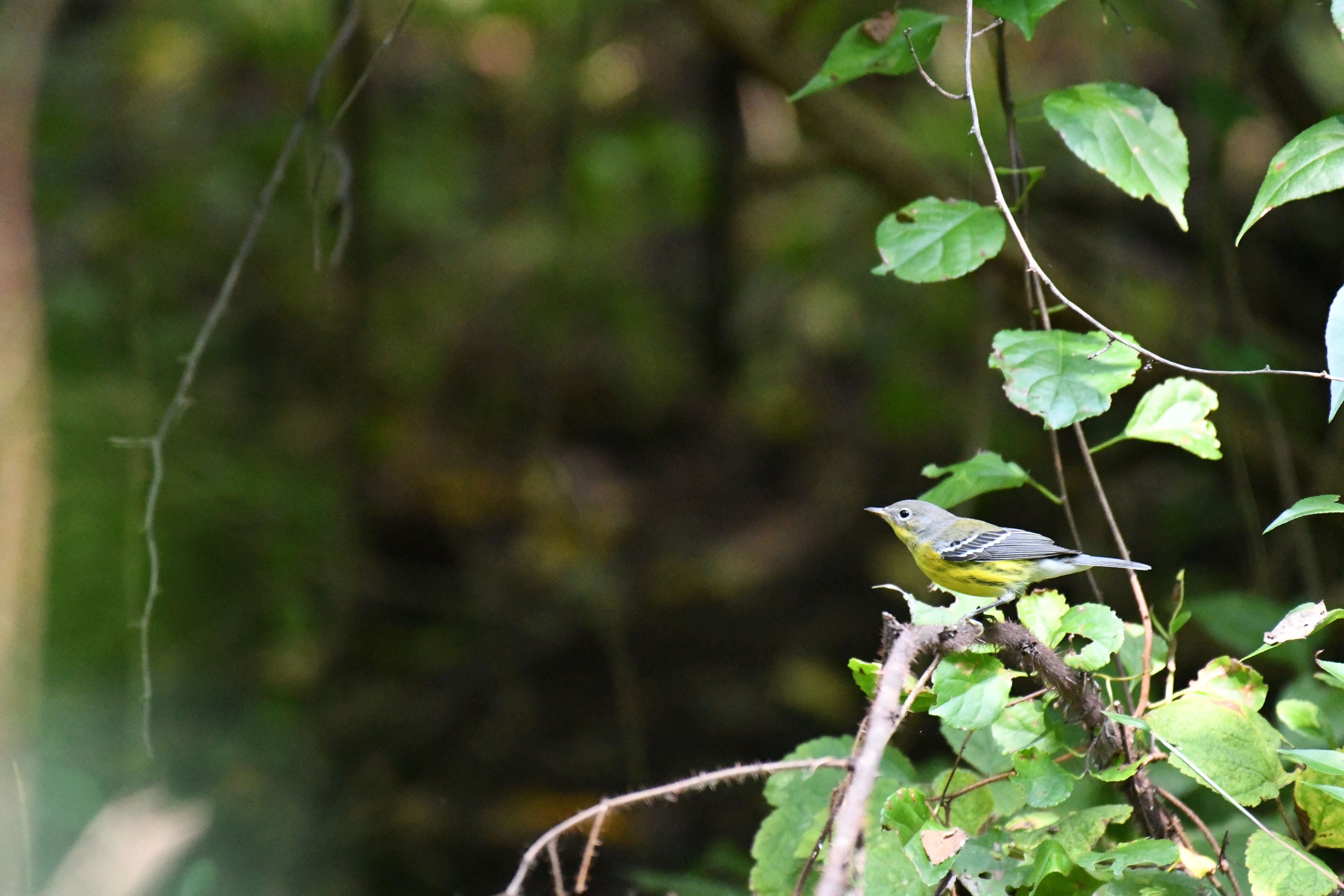 Image of Magnolia Warbler