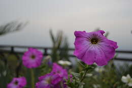 صورة Petunia axillaris (Lam.) Britton