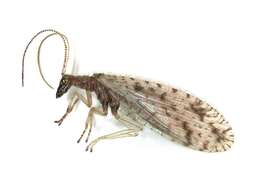 Image of Brown lacewing