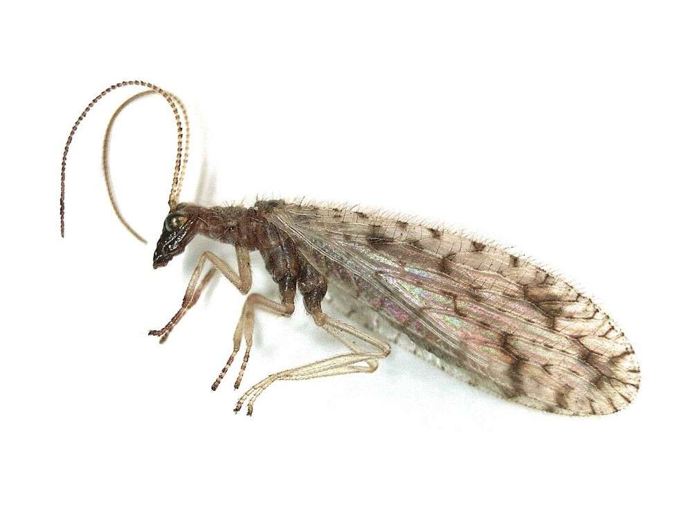 Image of Brown lacewing