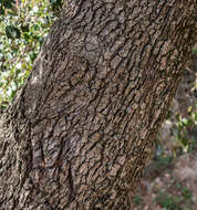 Image of Holm Oak