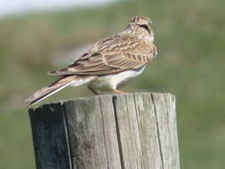 Image of Skylark