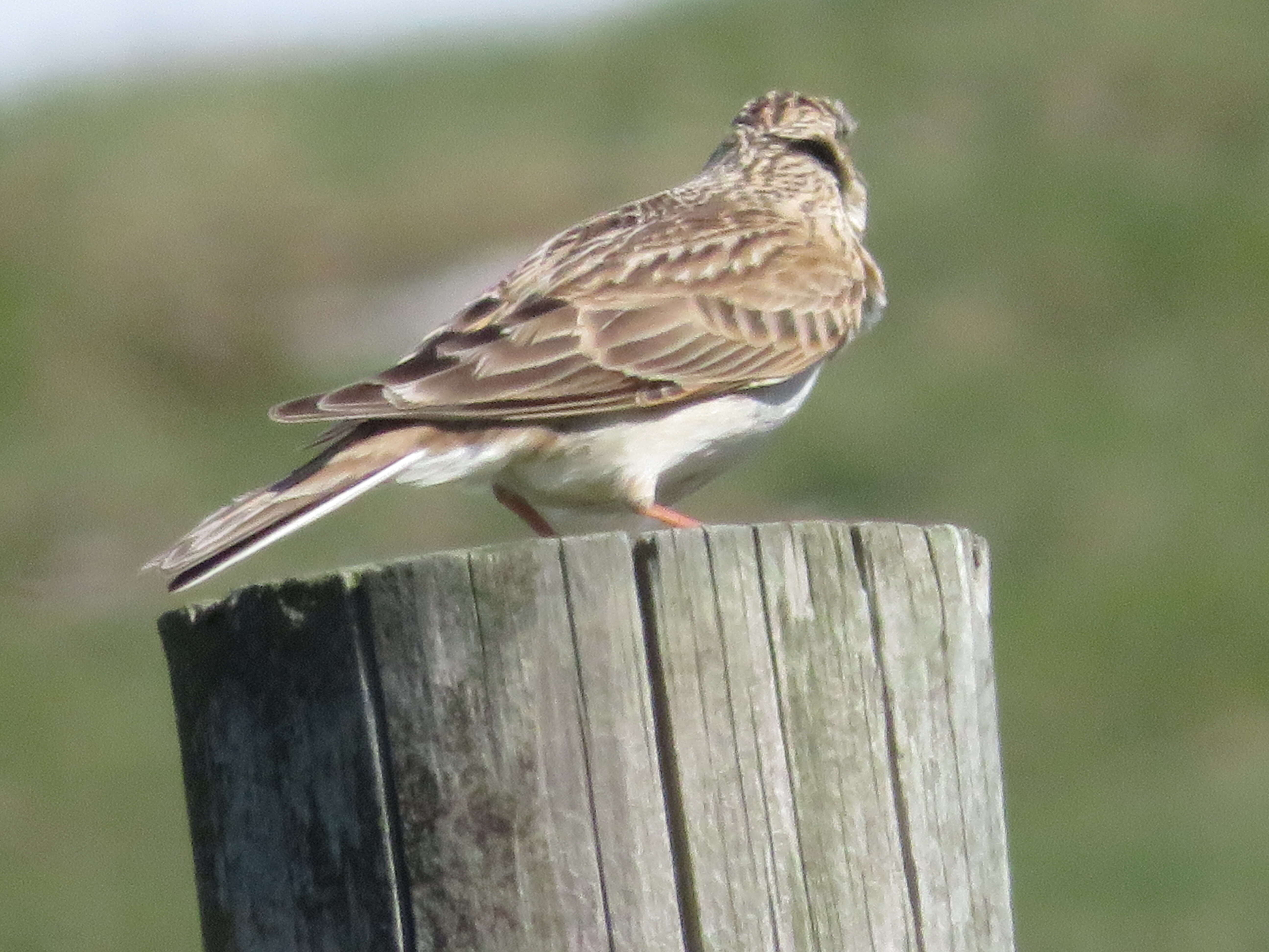 Image of Skylark