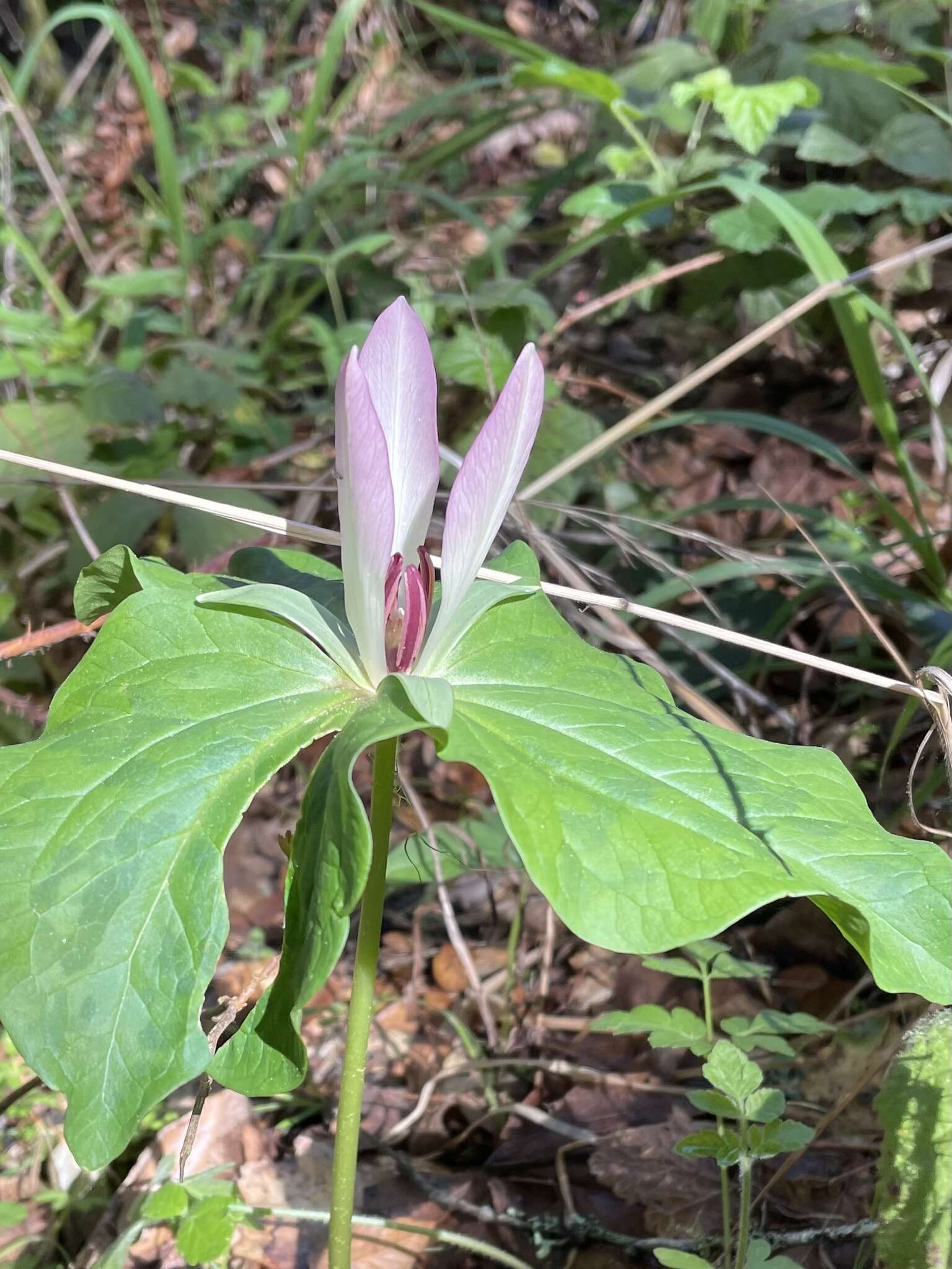 Imagem de Trillium chloropetalum (Torr.) Howell