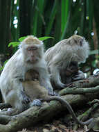 Image of Long-tailed Macaque