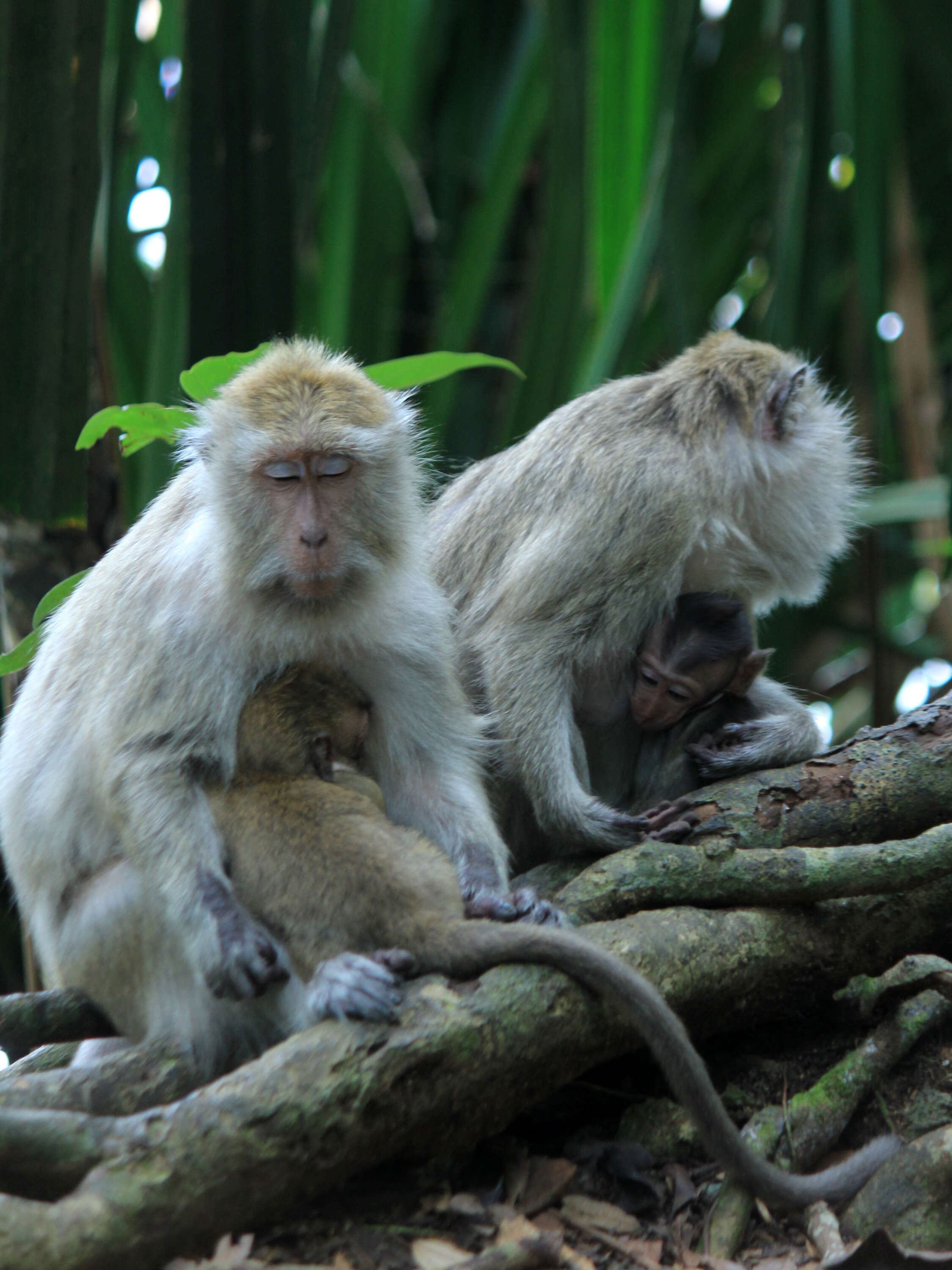 Image of Long-tailed Macaque