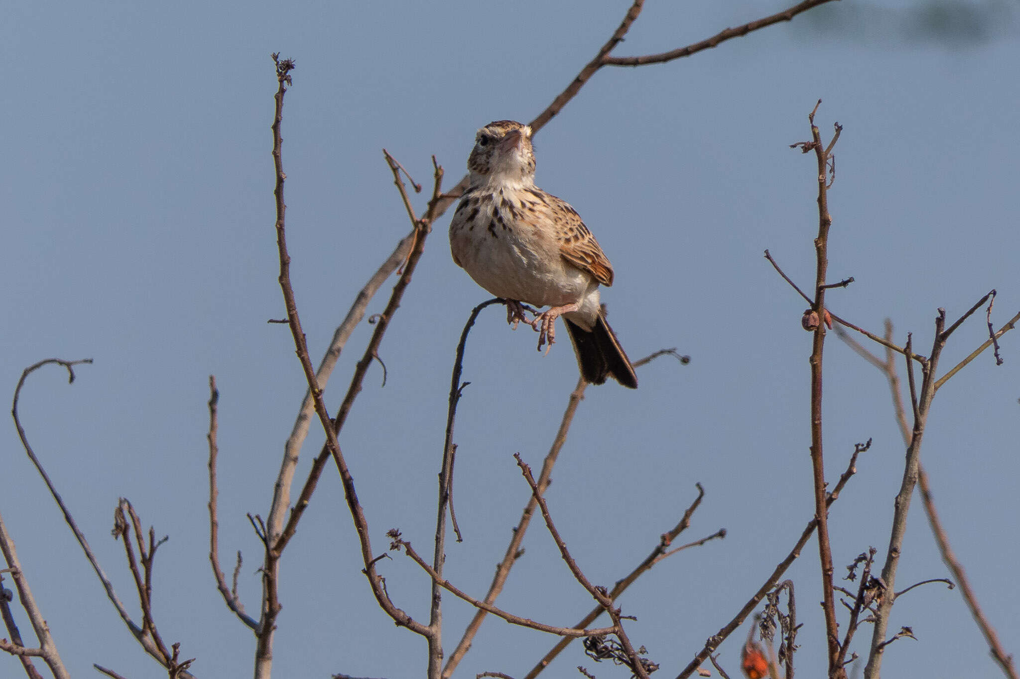 Image of Indian Bush Lark