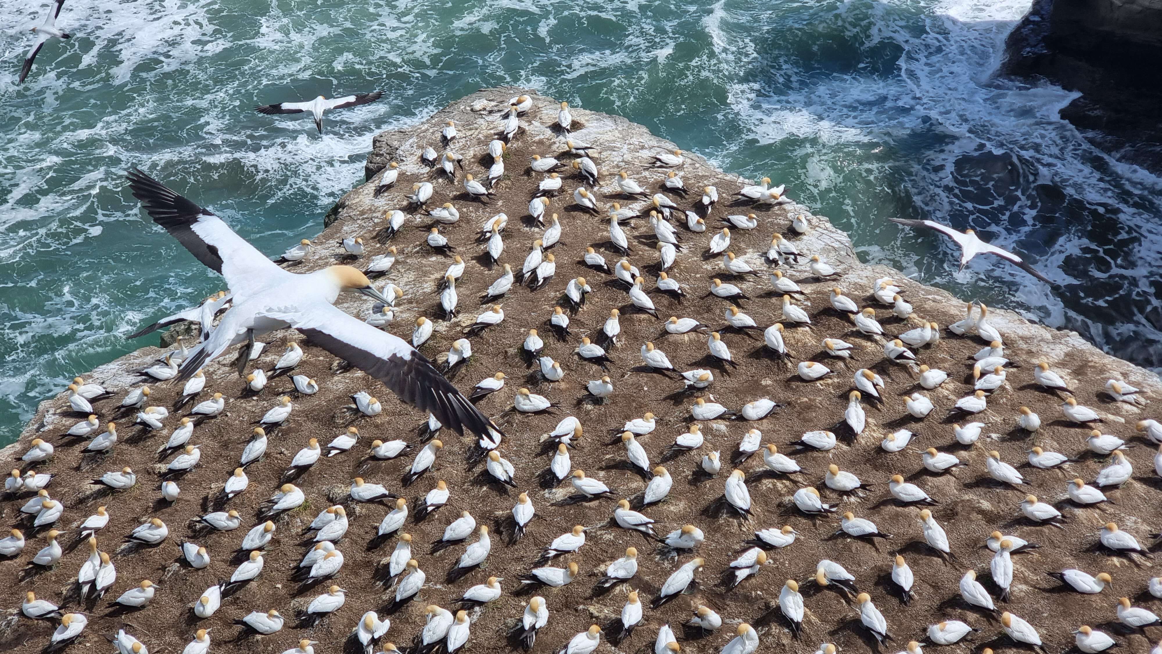 Image of Australasian Gannet