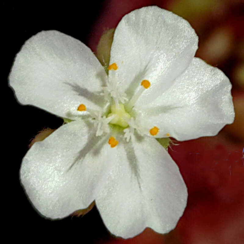 Image of Drosera falconeri Tsang ex Kondo