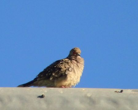 Image of Bare-faced Ground Dove