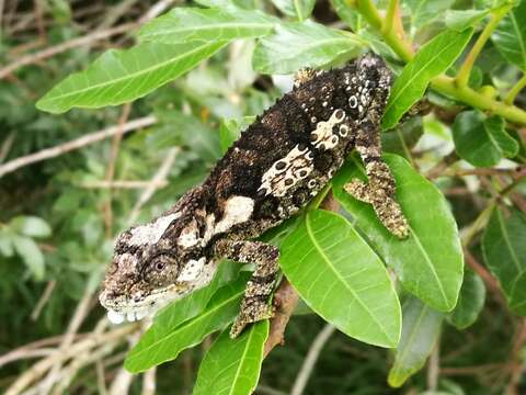 Image of Eastern Cape Dwarf Chameleon