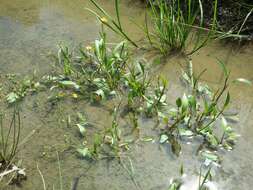 Image of Lesser Spearwort