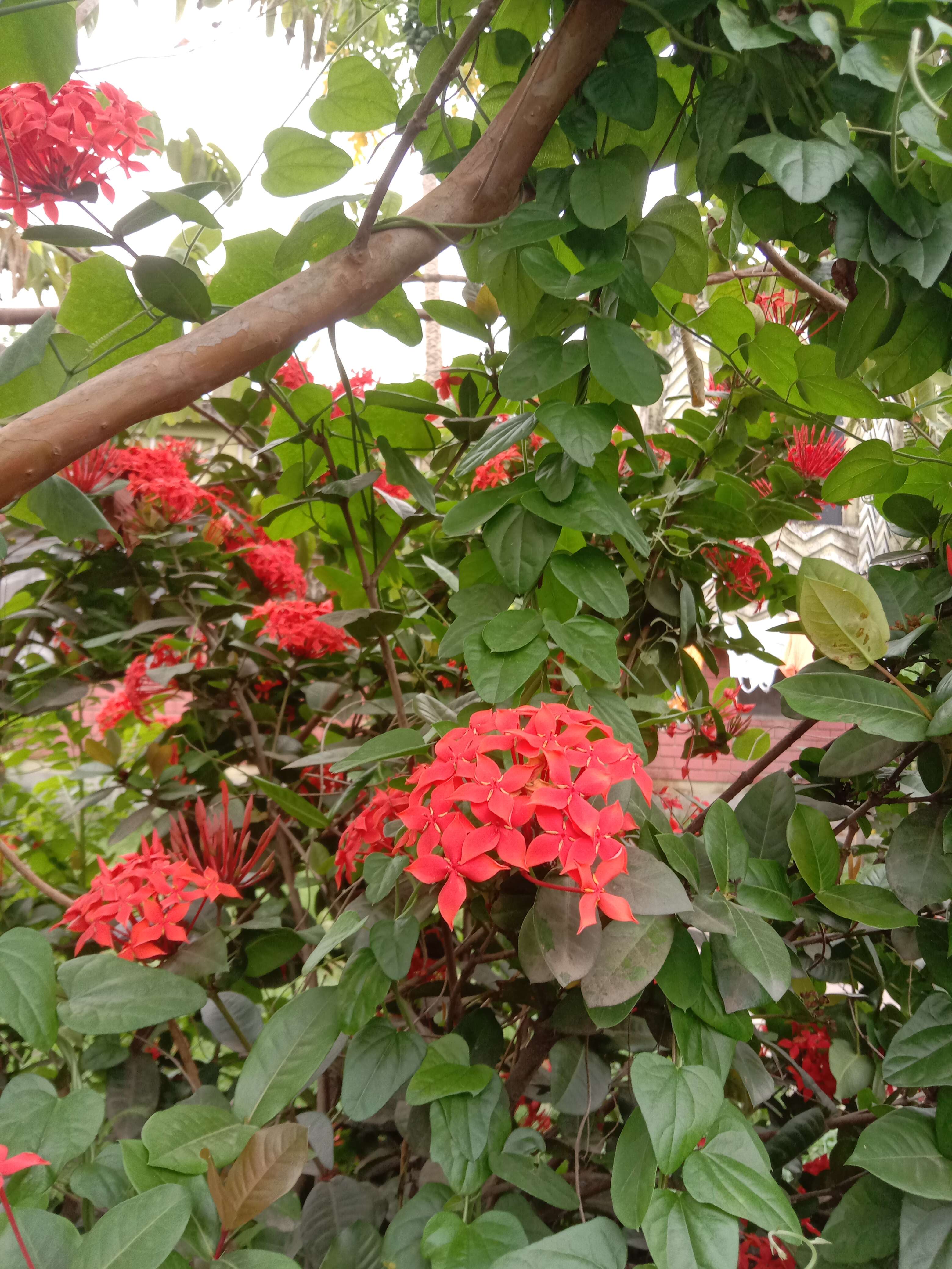 Image of Ixora chinensis Lam.