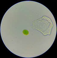 Image of Chlorodendrales