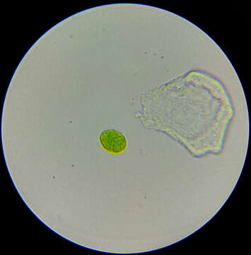 Image of Chlorodendrales