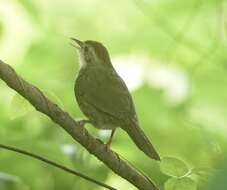 Image of Puff-throated Babbler