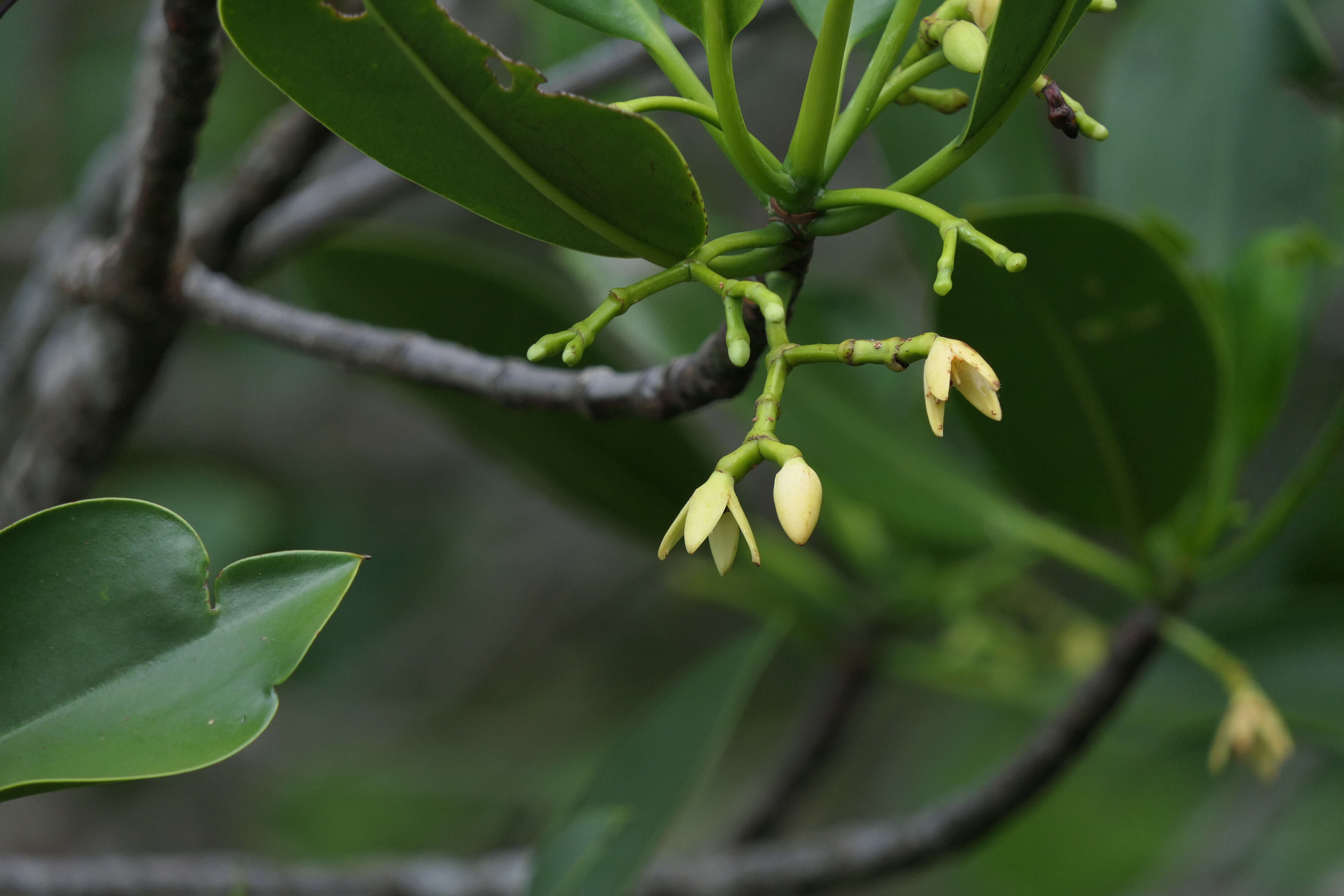 Plancia ëd Rhizophora mucronata Lam.