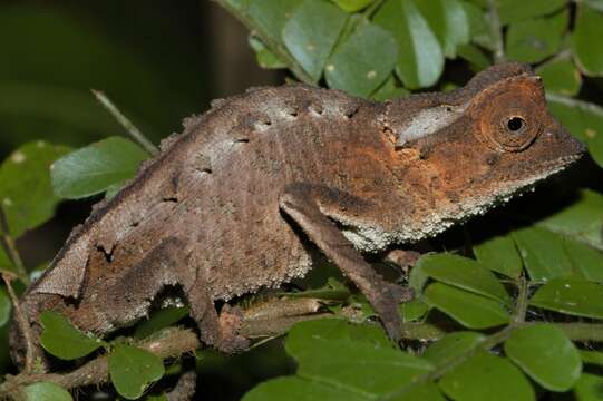 Image of Plated Leaf Chameleon