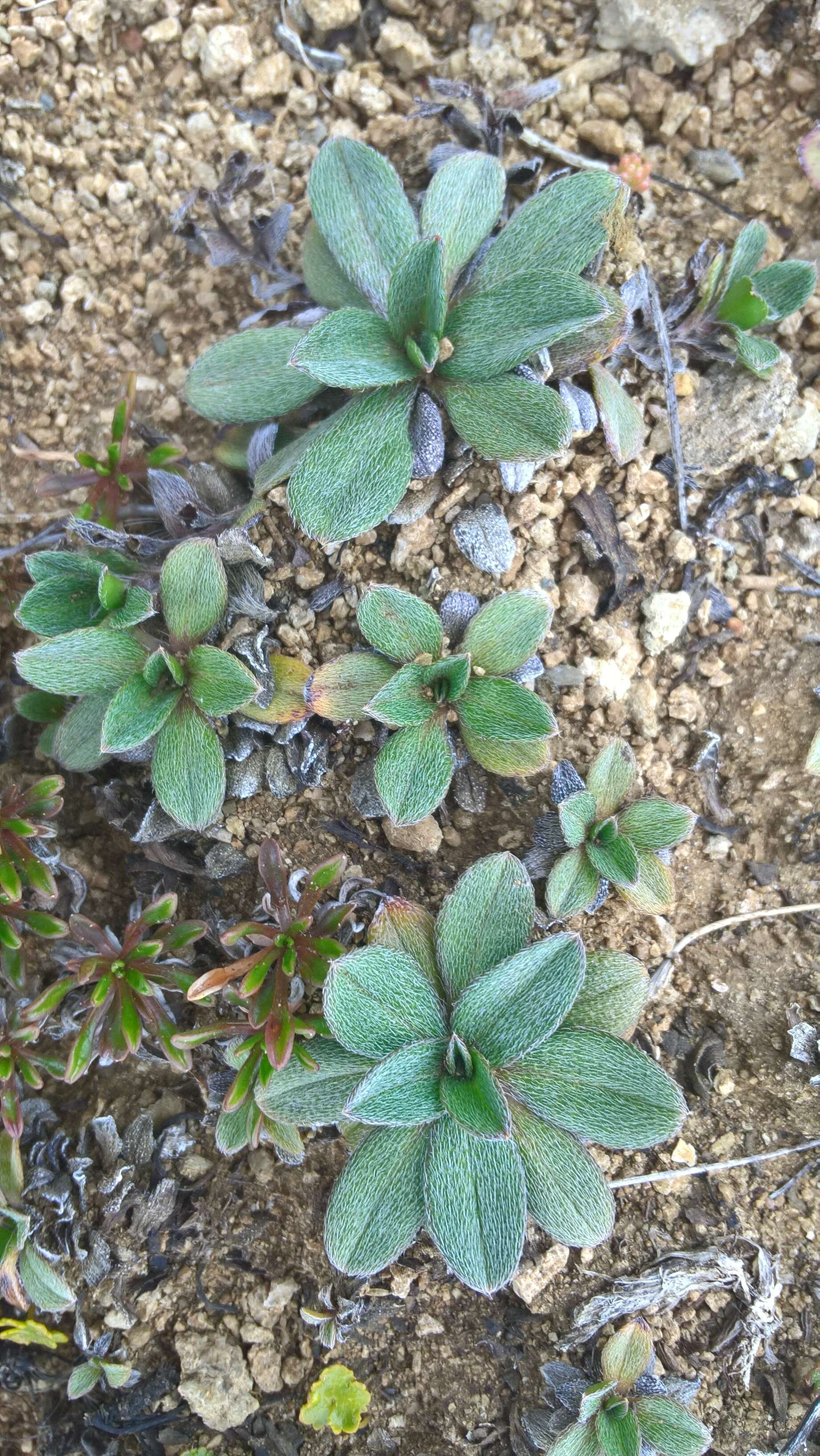 Image of Myosotis colensoi (Kirk) Macbr.