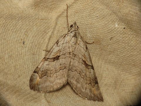 18.https www inaturalist org photos 892500.580x360