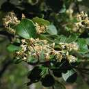Image of Pomaderris cotoneaster N. A. Wakefield