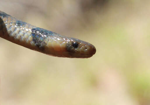 Image of Plumbeous or Reticulated Centipede Eater