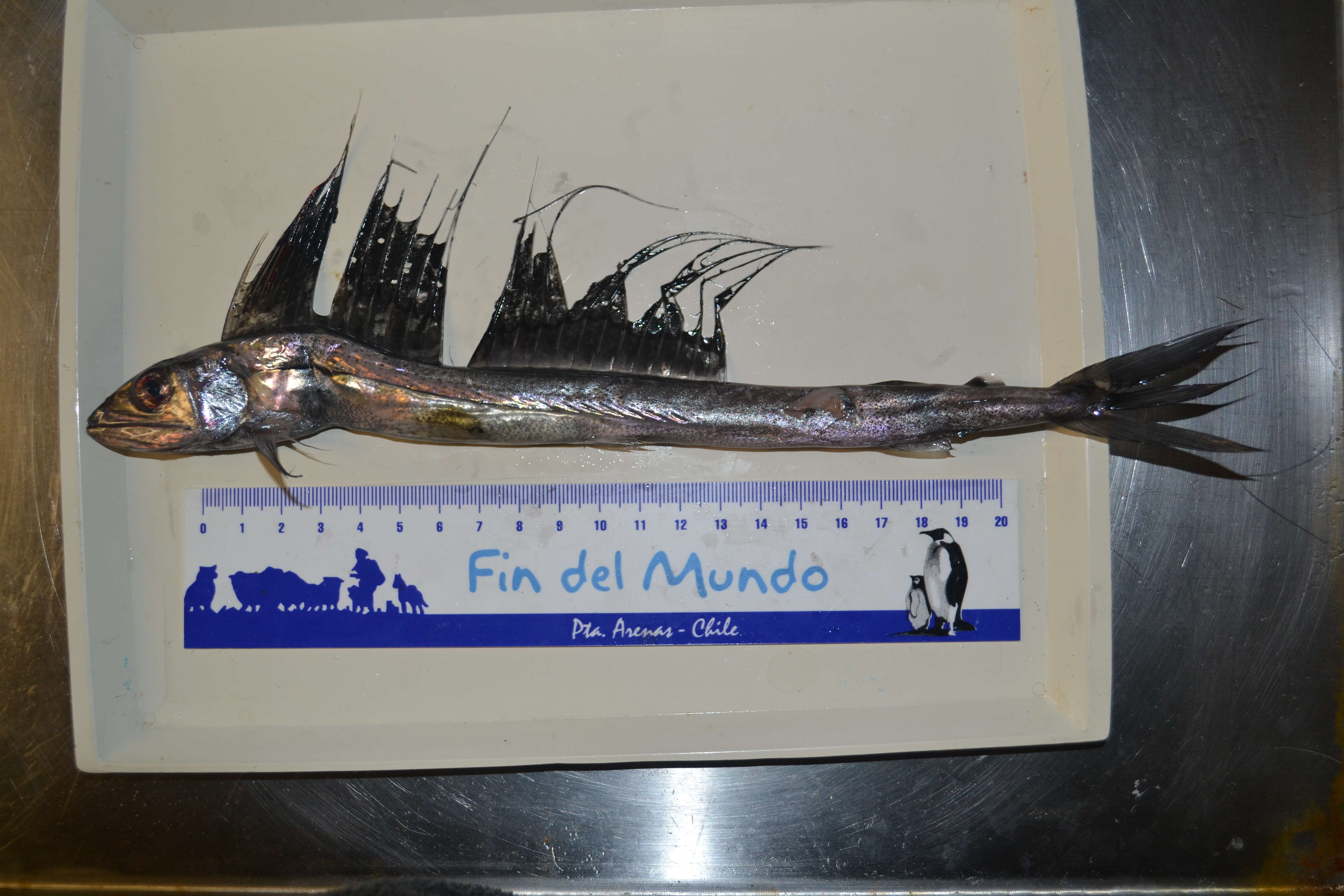 Image of lancetfishes